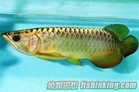 龍吐珠魚